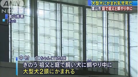 悲報 赤ちゃん 大型犬の グレートデーン にかまれ死亡 まとめも