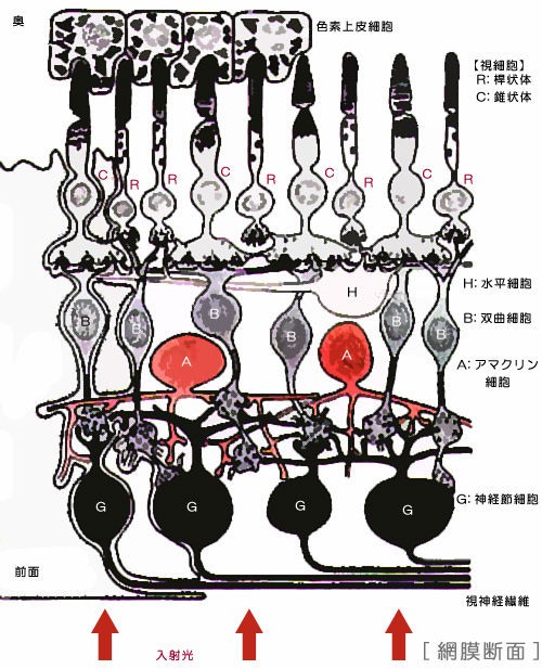 色と知識 視細胞 杆状体と錐状体 Color For Invisible Man カラホm