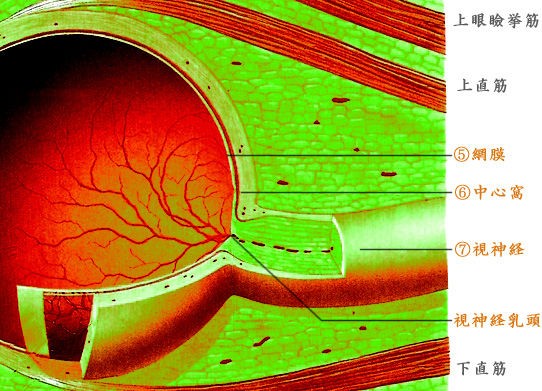色と知識 視細胞 杆状体と錐状体 Color For Invisible Man カラホm