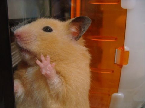 肉球勝負！ : 子豚のムータソ〜２代目キミちゃん編〜