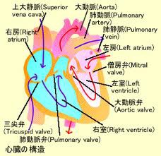 居合と科学 ３０ 血圧 １ ポンプとしての心臓 富山de居合 無涯塾日記