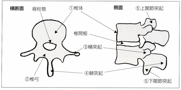 居合と科学 腰椎の解剖と機能 １３ 富山de居合 無涯塾日記