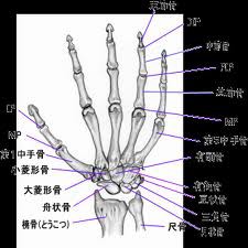 居合と科学 ３９ 手関節の解剖と機能 富山de居合 無涯塾日記