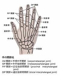 居合と科学 ３９ 手関節の解剖と機能 富山de居合 無涯塾日記