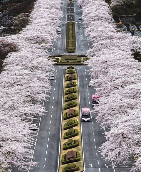桜 反応 まとめ 韓国 の 中国人も韓国人も「日本の桜」が気になって仕方がない理由（青山 潤三）