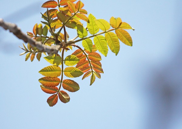 鬼クルミ 若木 羽状複葉2メートル　大小セット くるみの木の苗 鬼胡桃 （オニグルミ） 2年生実生苗 スリット