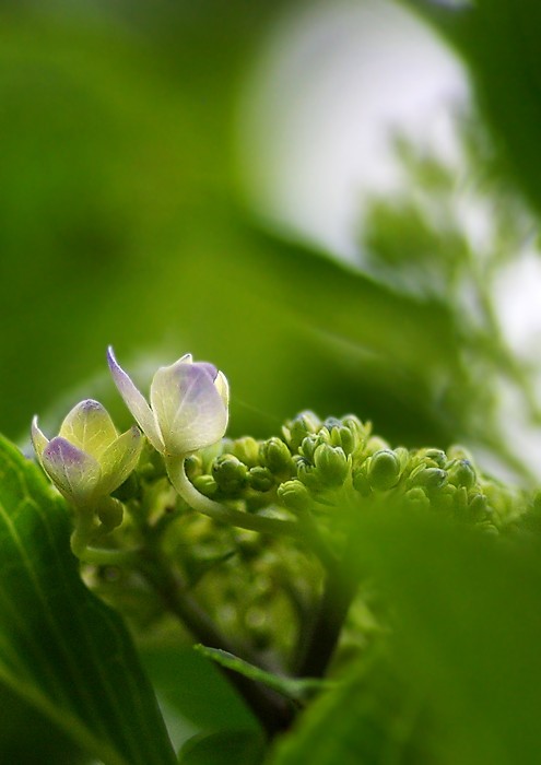 紫の額紫陽花 妖精からの贈物