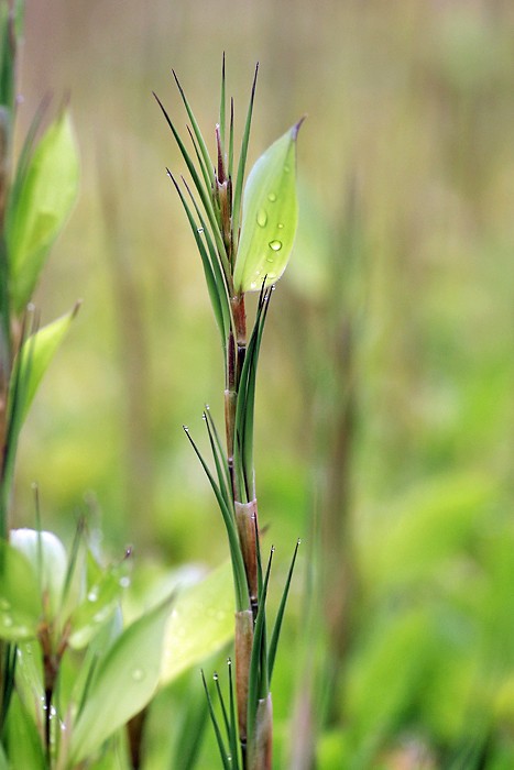 瑞々しい葉や実 妖精からの贈物