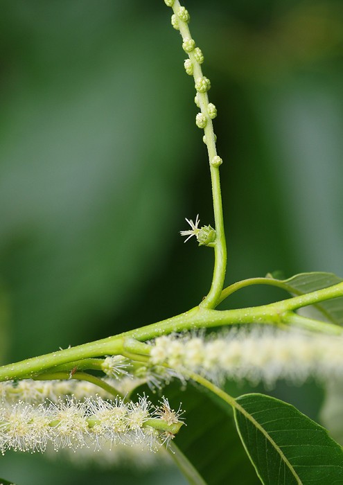 クリの雌花 妖精からの贈物