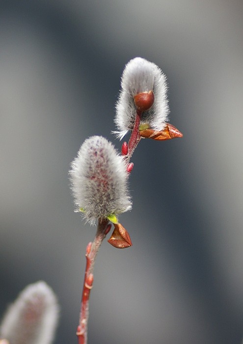 ねこやなぎ様 Www Furniture Traders Co Uk ねこやなぎ様 Www Furniture Traders Co Uk