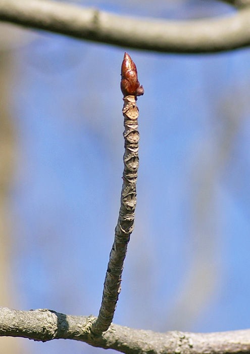 落葉樹の冬芽と葉痕（柏の葉公園・2） : 妖精からの贈物