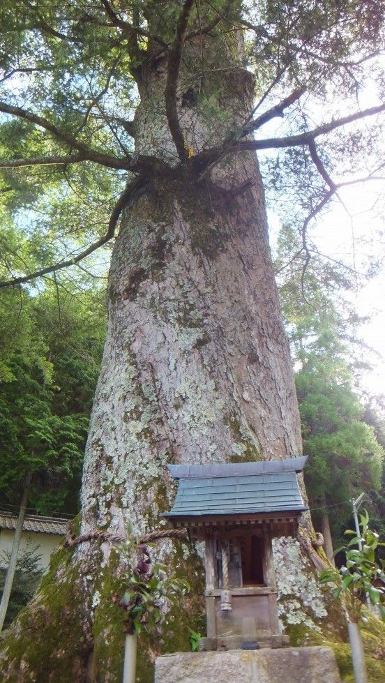 年始恒例！日本一を拝む！ モミの木日本一～追手神社のモミ～ : 本物の