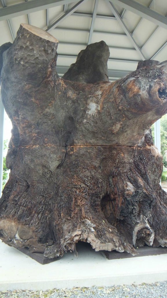 よみがえる雄姿 紀ノ川神代樟in紀伊風土記の丘 : 本物の無垢木材