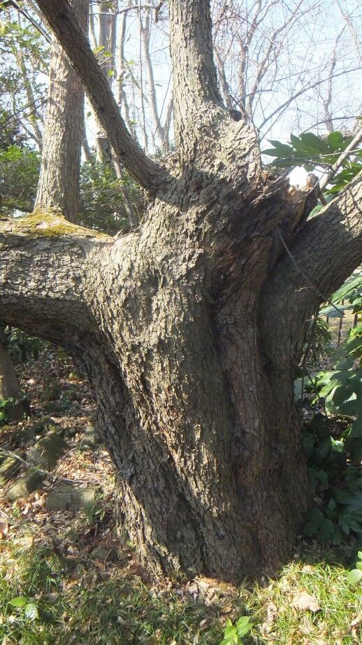 他に類を見ない巨樹の一つ ～下横場の大グミ～ : 本物の無垢木材