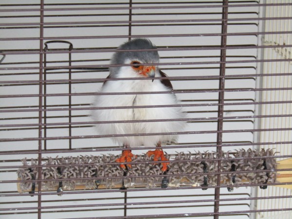 掛川花鳥園の 夏のことり万博 に行きました まさに鳥好きのための天国でした むぅむぅはうす日記