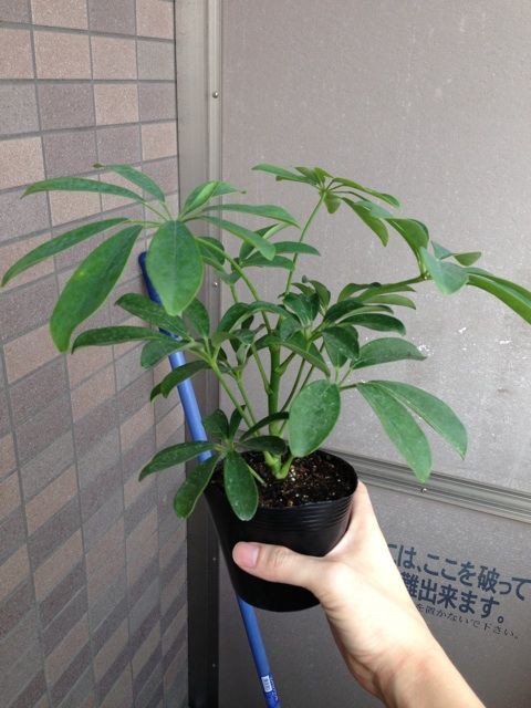 マルナカで買ったシェフレラの成長 Man With A Plant 植物と人