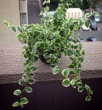 プミラ 葉焼けからの水挿し Man With A Plant 植物と人