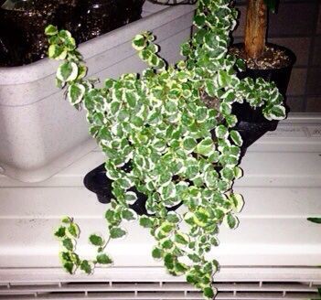 プミラ 葉焼けからの水挿し Man With A Plant 植物と人