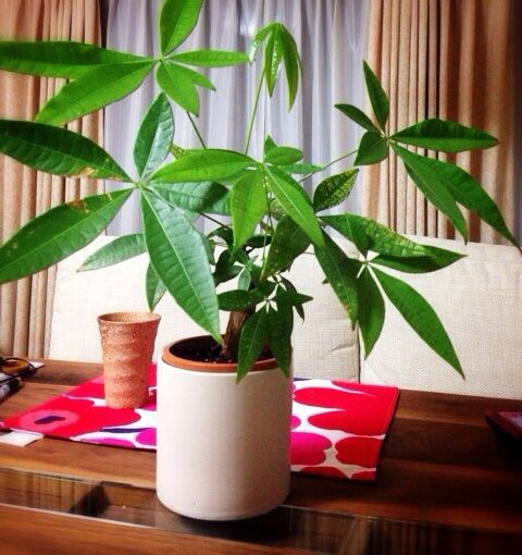 パキラとダイソー ２ Man With A Plant 植物と人