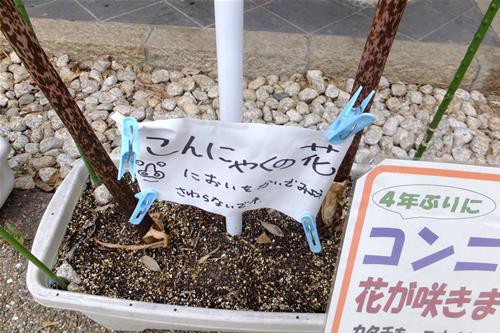 珍しいそうです こんにゃくの花 村一番