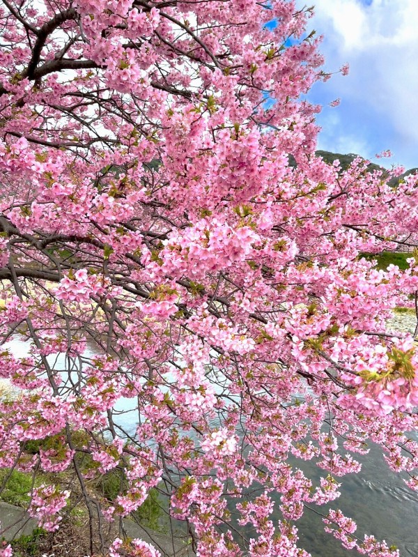 2024.2 河津桜（今井浜東急ホテル、伊豆稲取でミカン狩り） : 紀子の