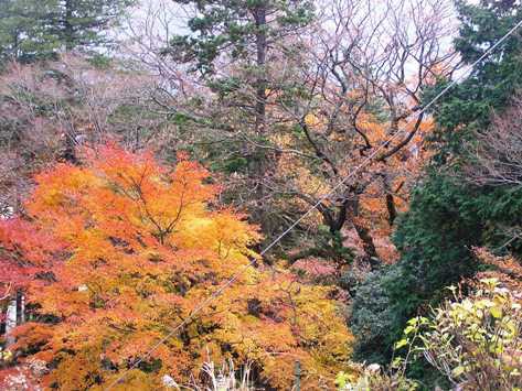 箱根旅行２ 強羅花壇 お部屋編 紀子の部屋 ２