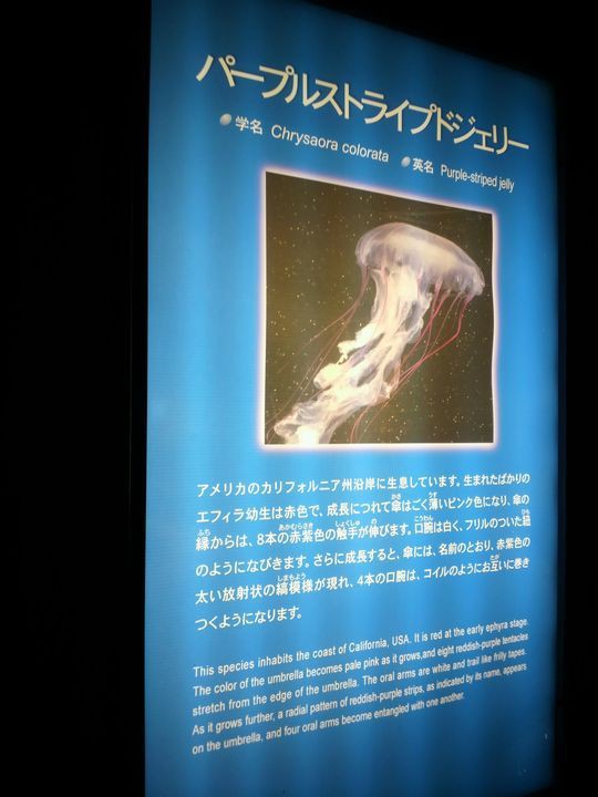 神奈川でやってみようの旅 クラゲヒーリングナイト編最終回 水族館で朝食を 1000円グルメの旅 Powered By ライブドアブログ