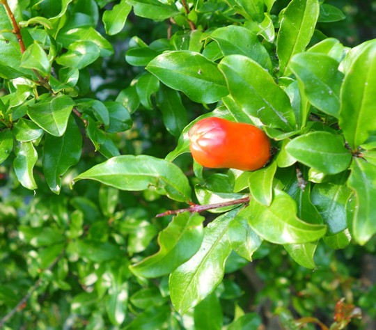 タコさんウインナーが咲く木 1000円グルメの旅 Powered By ライブドアブログ