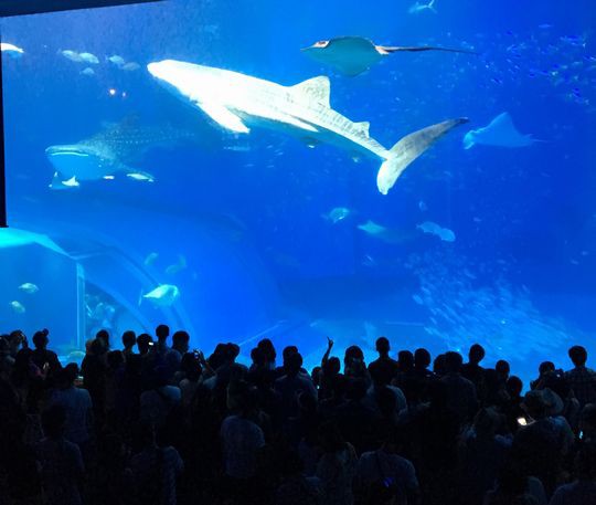 シーズン外しちゃった沖縄の旅 7 美ら海水族館 お食事処 やまちゃん 本部町 1000円グルメの旅 Powered By ライブドアブログ