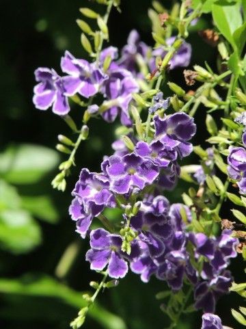 秋の紫の花が好きで欲しくなる 秋の紫の花でリラックス