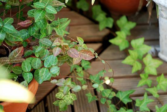 イソトマの花言葉は 猛毒 むら智の徒然なるままに