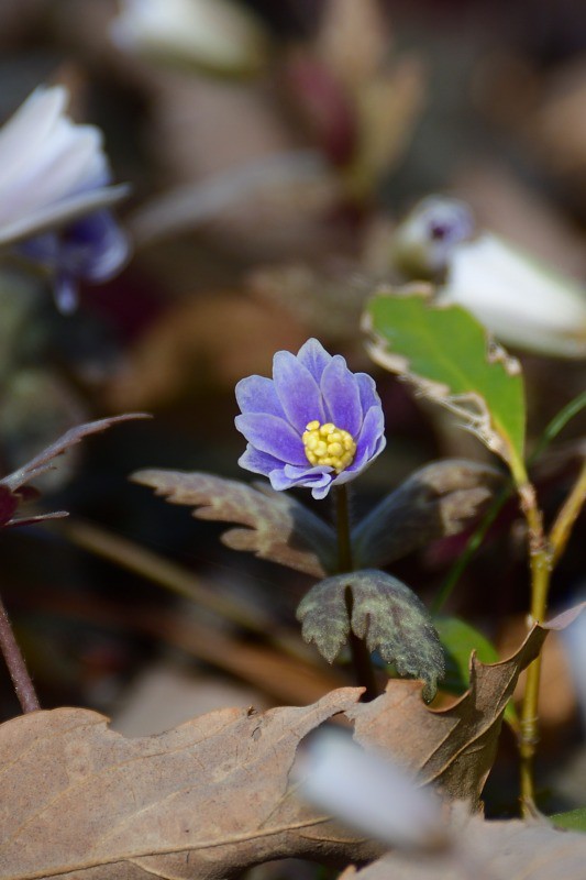 福智山ろく花公園の山野草（直方市） : むら智の徒然なるままに