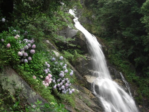 佐賀県 見返りの滝 あじさいまつり むら智の徒然なるままに