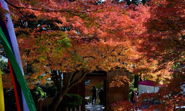 大興善寺の紅葉 17 むら智の徒然なるままに