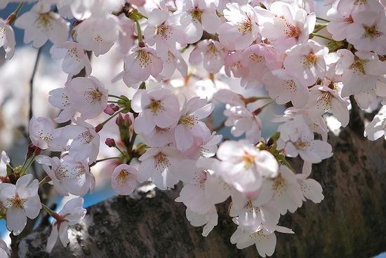 流川の桜並木 12 うきは市 むら智の徒然なるままに