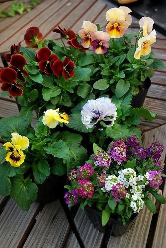 イソトマの花言葉は 猛毒 むら智の徒然なるままに イソトマの花言葉は 猛毒 むら智の徒然なるままに