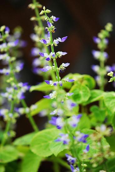 イソトマの花言葉は 猛毒 むら智の徒然なるままに