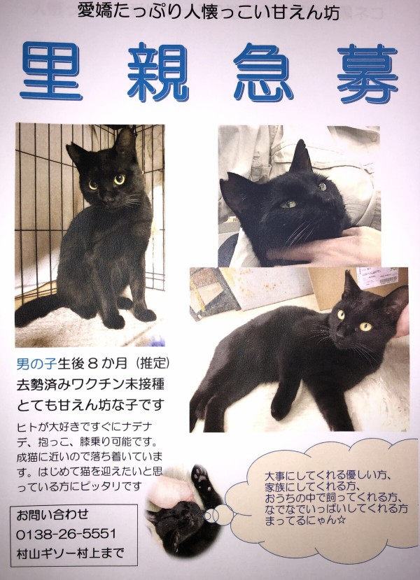 急募 里親 人懐っこい黒猫オス 去勢済み : 植物日記