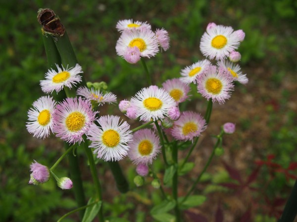 よく似ていますが それぞれに名前があるんですね 室生 つれづれ草