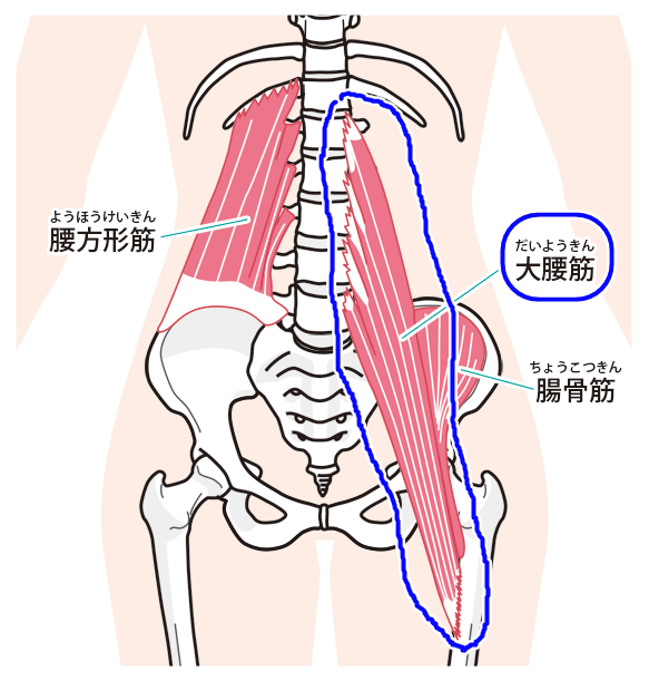 美容整体のお店でも提唱 腸腰筋を鍛えるには 大股歩き コジマの手帖