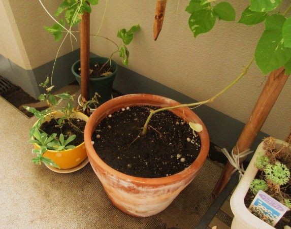 ベランダ ガーデニング 植木鉢からキノコが生えた 笑 印象派画家の勘違い New