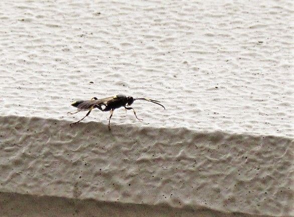昆虫フォト ベランダに立ち寄った腰の細い蜂 バイブレント昆虫写真 New