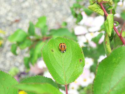 テントウムシのサナギ ミュージカル観劇史