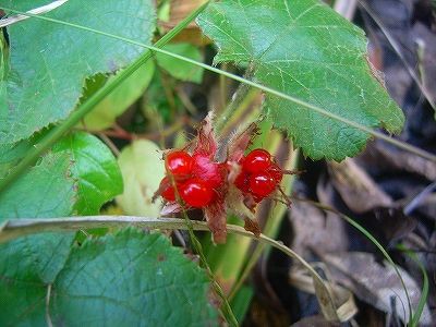 秋は木の実 というわけで いろいろ食ってみました 蟲愛會 むしめづるかい