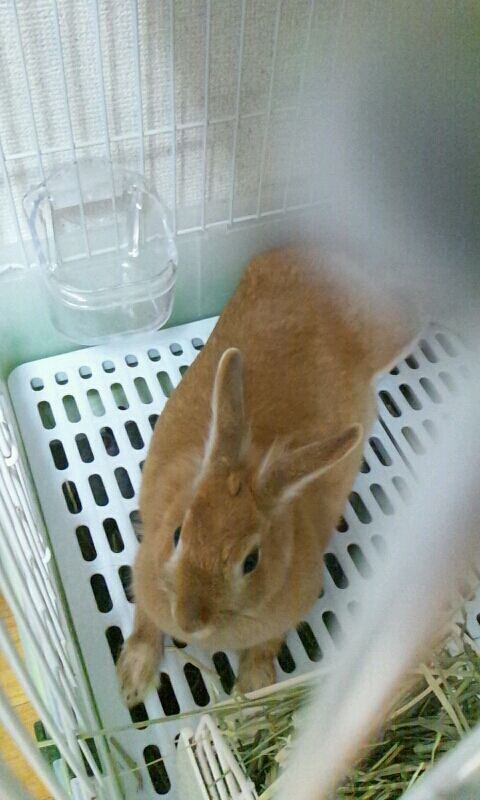 毛球症 酒とウサギとほにゃららら