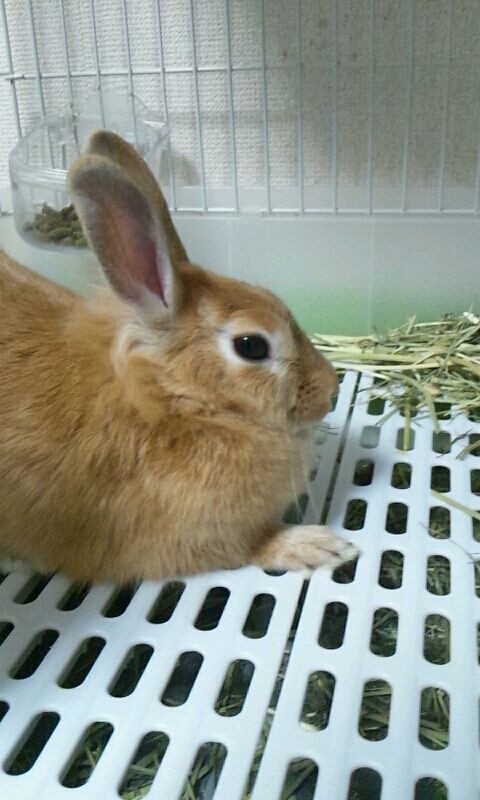 毛球症 酒とウサギとほにゃららら