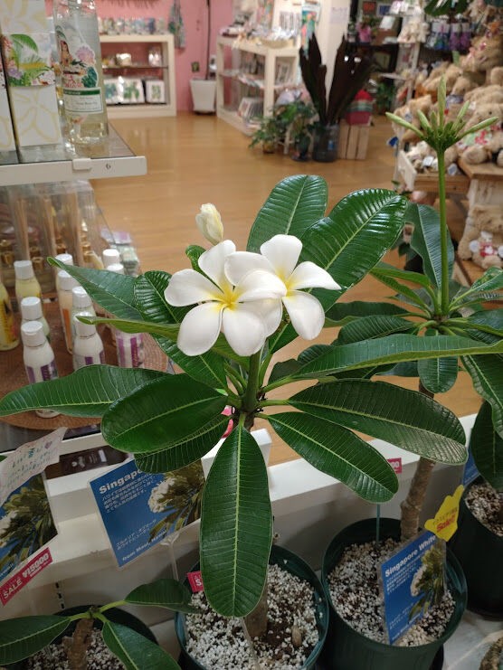 9月30日まで 舞浜イクスピアリ ラニハワイ でのムームーママコーデ Muumuumamaのaloha Weblog