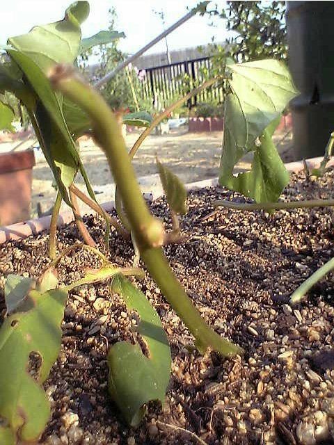 沈丁花の逆挿し 燦day毎日の徒然日記 沈丁花の逆挿し 燦day毎日の徒然日記