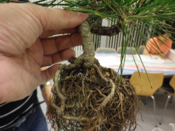 黒松盆栽 懸崖樹形に改作 燦day毎日の徒然日記