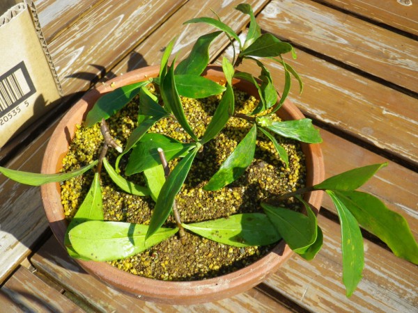 沈丁花逆挿し 2 燦day毎日の徒然日記